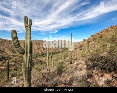 Der höchste Kaktus der Welt, der saguaro, der Arizona Trail, der Saguaro National Park, Arizona, USA Stockfoto