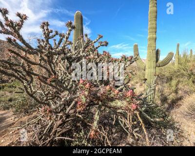 Der höchste Kaktus der Welt, der saguaro, der Arizona Trail, der Saguaro National Park, Arizona, USA Stockfoto