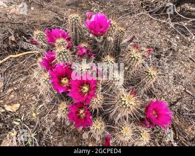 Engelmanns Igelkaktus blüht (Echinocereus engelmannii) entlang des Arizona Trail, Arizona, USA Stockfoto