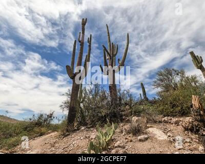 Der höchste Kaktus der Welt, der saguaro, der Arizona Trail, der Saguaro National Park, Arizona, USA Stockfoto