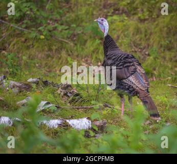 Jake östliche wilde türkei im Norden von Wisconsin. Stockfoto