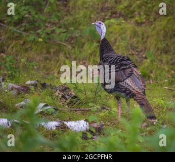 Jake östliche wilde türkei im Norden von Wisconsin. Stockfoto