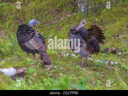 Wilde Truthähne, die sich im Norden von Wisconsin aufmachen. Stockfoto