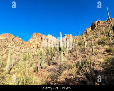 Landschaften entlang der Superstition Mountains auf dem Arizona Trail, Arizona, USA Stockfoto