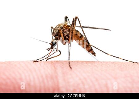 Gefährliche Malaria infizierte Moskitobiss isoliert auf Weiß. Leishmaniose, Encephalitis, Gelbfieber, Dengue, Malaria, Mayaro oder Zika Virus I Stockfoto