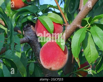 Pfirsiche reifen auf dem Ast Stockfoto