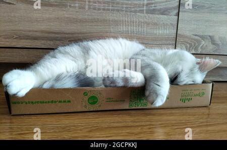 Flauschige Katze schläft im Deckel eines Epermarket-Kastens, wobei die Pfoten seitlich übereinander gekreuzt sind Stockfoto