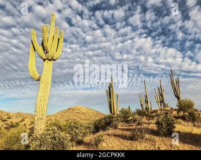 Der höchste Kaktus der Welt, der saguaro, der Arizona Trail, der Saguaro National Park, Arizona, USA Stockfoto