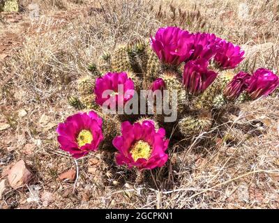 Engelmanns Igelkaktus blüht (Echinocereus engelmannii) entlang des Arizona Trail, Arizona, USA Stockfoto