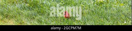 Roter nördlicher männlicher Kardinal, der Samen im Gras frisst, Banner im Panoramafenster. Sommer. Stockfoto