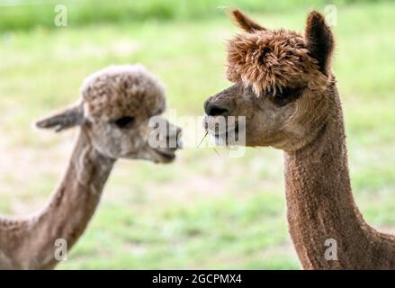 02. August 2021, Brandenburg, Vielitzsee/OT Strubensee: Alpakas stehen auf der Weide auf dem Gelände der Alpakazucht 'Alpaca nigra'. Seit 2009 hat sich eine Herde von rund 70 Tieren zusammengeschlossen. Neben der Führung durch den Bauernhof werden seit diesem Jahr Alpaka-Spaziergänge in kleinen Gruppen von bis zu acht Tieren angeboten. Unter anderem können Produkte aus der besonders weichen Alpakawolle im Hofladen gekauft werden. Foto: Britta Pedersen/dpa-Zentralbild/ZB Stockfoto