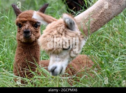 02. August 2021, Brandenburg, Vielitzsee/OT Strubensee: Ein Alpaka-Fohlen weidet mit seiner Mutter auf dem Gelände der Alpaka-Zucht 'Alpaca nigra'. Seit 2009 hat sich eine Herde von rund 70 Tieren zusammengeschlossen. Neben der Führung durch den Bauernhof werden seit diesem Jahr Alpaka-Spaziergänge in kleinen Gruppen von bis zu acht Tieren angeboten. Unter anderem können Produkte aus der besonders weichen Alpakawolle im Hofladen gekauft werden. Foto: Britta Pedersen/dpa-Zentralbild/ZB Stockfoto