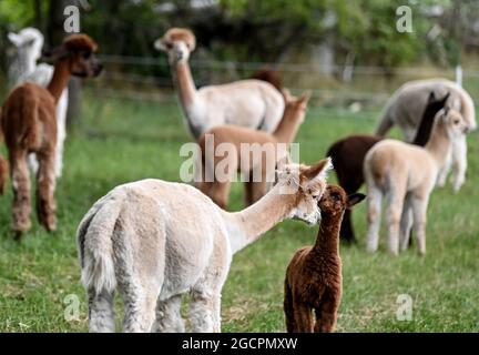 02. August 2021, Brandenburg, Vielitzsee/OT Strubensee: Alpakas stehen auf der Weide auf dem Gelände der Alpakazucht 'Alpaca nigra'. Seit 2009 hat sich eine Herde von rund 70 Tieren zusammengeschlossen. Neben der Führung durch den Bauernhof werden seit diesem Jahr Alpaka-Spaziergänge in kleinen Gruppen von bis zu acht Tieren angeboten. Unter anderem können Produkte aus der besonders weichen Alpakawolle im Hofladen gekauft werden. Foto: Britta Pedersen/dpa-Zentralbild/ZB Stockfoto