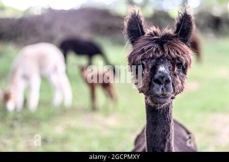 02. August 2021, Brandenburg, Vielitzsee/OT Strubensee: Alpakas stehen auf der Weide auf dem Gelände der Alpakazucht 'Alpaca nigra'. Seit 2009 hat sich eine Herde von rund 70 Tieren zusammengeschlossen. Neben der Führung durch den Bauernhof werden seit diesem Jahr Alpaka-Spaziergänge in kleinen Gruppen von bis zu acht Tieren angeboten. Unter anderem können Produkte aus der besonders weichen Alpakawolle im Hofladen gekauft werden. Foto: Britta Pedersen/dpa-Zentralbild/ZB Stockfoto