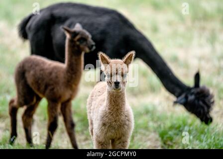 02. August 2021, Brandenburg, Vielitzsee/OT Strubensee: Alpakas stehen auf der Weide auf dem Gelände der Alpakazucht 'Alpaca nigra'. Seit 2009 hat sich eine Herde von rund 70 Tieren zusammengeschlossen. Neben der Führung durch den Bauernhof werden seit diesem Jahr Alpaka-Spaziergänge in kleinen Gruppen von bis zu acht Tieren angeboten. Unter anderem können Produkte aus der besonders weichen Alpakawolle im Hofladen gekauft werden. Foto: Britta Pedersen/dpa-Zentralbild/ZB Stockfoto