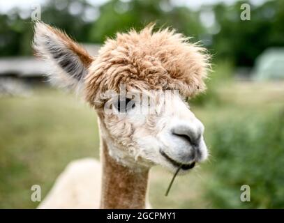 02. August 2021, Brandenburg, Vielitzsee/OT Strubensee: Auf der Weide steht auf dem Gelände der Alpakazucht 'Alpaca nigra' eine Alpaka. Seit 2009 hat sich eine Herde von rund 70 Tieren zusammengeschlossen. Neben der Führung durch den Bauernhof werden seit diesem Jahr Alpaka-Spaziergänge in kleinen Gruppen von bis zu acht Tieren angeboten. Unter anderem können Produkte aus der besonders weichen Alpakawolle im Hofladen gekauft werden. Foto: Britta Pedersen/dpa-Zentralbild/ZB Stockfoto