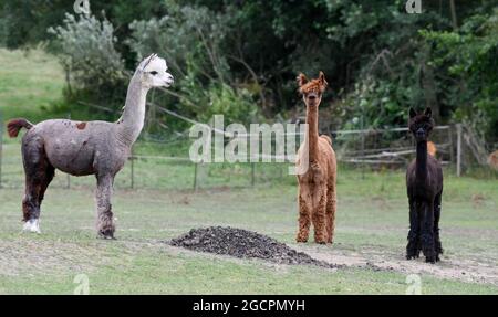 02. August 2021, Brandenburg, Vielitzsee/OT Strubensee: Alpaka-Hengste stehen auf dem Gelände des Alpaka-Hofes 'Alpaca nigra'. Seit der Gründung des Hofes vor zwölf Jahren hat sich eine Herde von rund 70 Tieren zusammengeschlossen. Neben der Führung durch den Bauernhof werden seit diesem Jahr Alpaka-Spaziergänge in kleinen Gruppen von bis zu acht Tieren angeboten. Unter anderem können Produkte aus der besonders weichen Alpakawolle im Hofladen gekauft werden. Foto: Jens Kalaene/dpa-Zentralbild/ZB Stockfoto