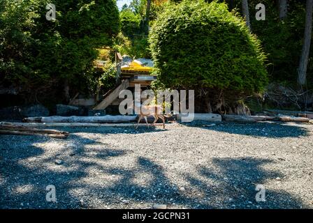 Hirsche am Strand in der Starvation Bay in Trincomali auf North Pender Island, British Columbia, Kanada Stockfoto