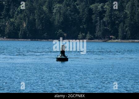 Hafenboje in Active Pass, British Columbia, Kanada Stockfoto