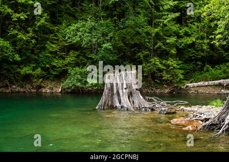 Alte Stümpfe mit Springboard-Kerben am Alouette Lake, Maple Ridge, British Columbia, Kanada Stockfoto