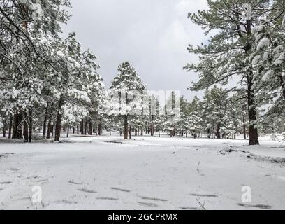 Camping im Schnee auf dem Mogollon Rim, Mormon Lake, Arizona, USA Stockfoto