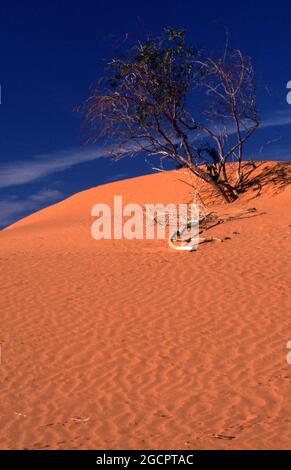 VEGETATION IN DEN SANDDÜNEN, MOOMBA-GASFELDER, SÜDAUSTRALIEN. DIE STADT MOOMBA LIEGT AUF DER STZELECKI STRECKE. Stockfoto