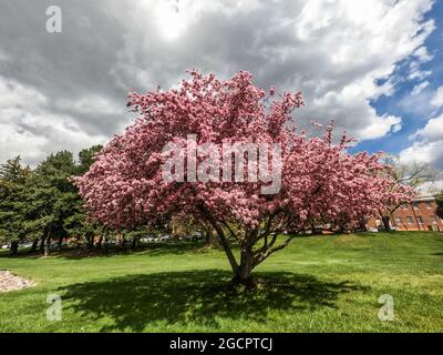 Kirschblüten in Flagstaff, Arizona, USA Stockfoto