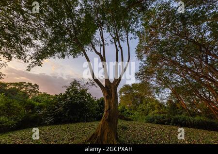 Ein einziger Laubbaum auf einer Lichtung im Sonnenuntergang. Die Strahlen der Sonne auf der Rinde des Baumstammes. Im Hintergrund der blaue Himmel mit individuellen Stockfoto