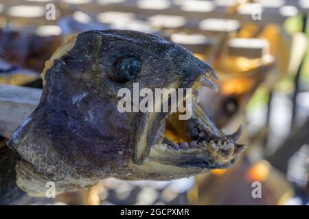 Getrockneter Fisch, Osvoer Fishery Museum, Bolungarvik, Vestfiroir, Island Stockfoto