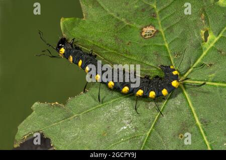 Erlenmotte (Acronicta alni), Erwachsene Raupe, die auf einem Ahornblatt ernährt, Baden-Württemberg, Deutschland Stockfoto