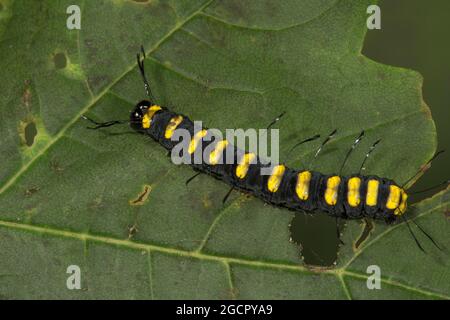 Erlenmotte (Acronicta alni) Erwachsene Raupe auf einem Ahornblatt, Baden-Württemberg, Deutschland Stockfoto