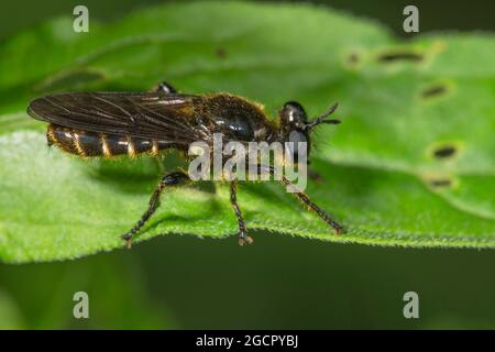 Raubfliege (Choerades fimbriata) auf einem Blatt, Baden-Württemberg, Deutschland Stockfoto