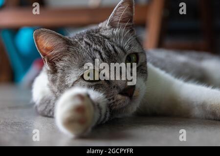 Eine junge Katze mit klaren gelben Augen liegt auf dem Boden. Nahaufnahme eines Katzengesichts. Makrofotografie eines kleinen niedlichen Kätzchens. Stockfoto