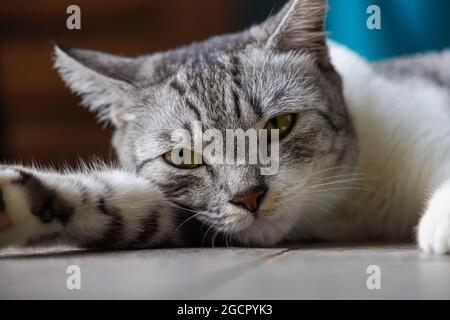 Eine junge Katze mit klaren gelben Augen liegt auf dem Boden. Nahaufnahme eines Katzengesichts. Makrofotografie eines kleinen niedlichen Kätzchens. Stockfoto