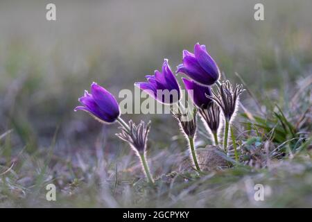 Pasque-Blume (Pulsatilla vulgaris), NP Eifel, Deutschland Stockfoto