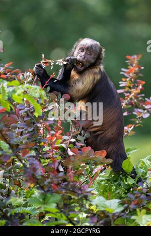 Gelbreiher Kapuziner (Cebus xanthosternos), Captive, Deutschland Stockfoto