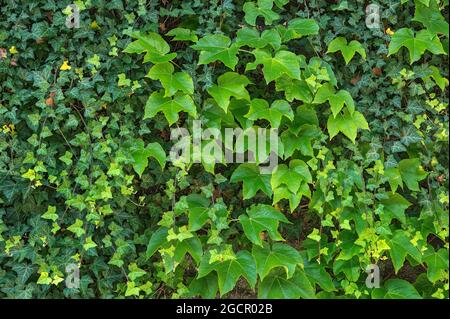 Boston-Efeu (Parthenocissus tricuspidata) und Efeu (Hedera Helix), München, Oberbayern, Bayern, Deutschland Stockfoto