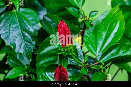 Nahaufnahme einer Hibiskusblüte. Eine rote Hibiskusblüte beim Öffnen der Blüte. Detaillierte Makrofotografie während der Hibiskusblüte, mit Stockfoto