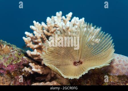 Indopazifischer Federwurm (Sabellastarte sanctijosephi) vor Steinkorallen (Scleractinia), Rotes Meer, Aqaba, Königreich Jordanien Stockfoto