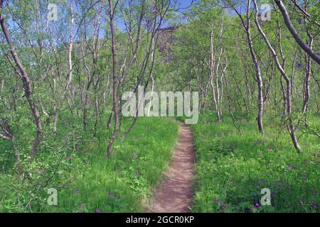 Der Wanderweg führt durch einen kleinen Hain mit niedrigen Birken, Asbyrgi, Joekulsargljufur National Park, Island Stockfoto