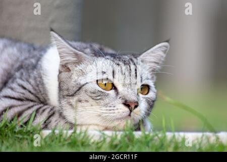 Eine junge Katze mit klaren gelben Augen liegt im Gras. Nahaufnahme des Katzenportraits. Porträt eines niedlichen Kätzchens, das im Gras liegt Stockfoto