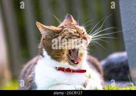 Erwachsene Katze liegt im Garten und gähnt intensiv. Nahaufnahme des Katzenportraits. Makrofotografie einer sehr einschnallenden Katze. Porträt einer gähnenden fe Stockfoto