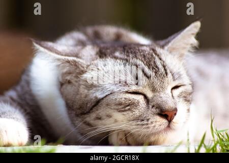 Eine junge Katze schläft auf dem Boden. Nahaufnahme eines Katzengesichts. Makrofotografie eines kleinen niedlichen Kätzchens, das auf dem Boden schläft Stockfoto