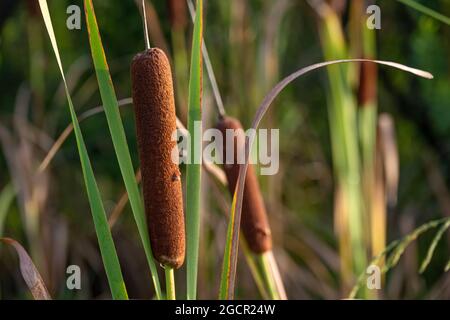 Cattails im Washington Oaks Gardens State Park in Palm Coast, Florida. (USA) Stockfoto