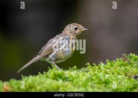 Rotkehlchen (Erithacus rubecula), Jungvögel, Rheinland-Pfalz, Deutschland Stockfoto