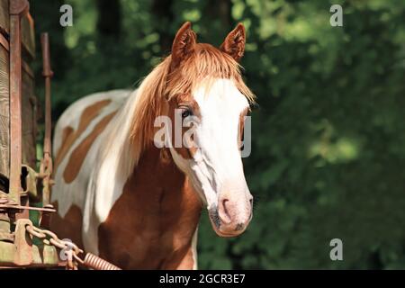 Portrait des jungen Pinto Pferdes mit braunen und weißen Flecken Stockfoto