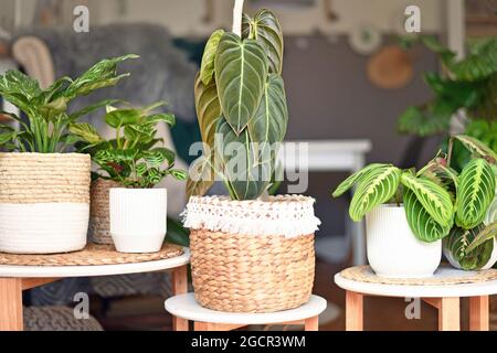 Exotische Zimmerpflanze 'Philodendron Melanochrysum' mit langen Samtblättern im Korbblumentopf auf dem Tisch mit anderen Pflanzen im Hintergrund Stockfoto