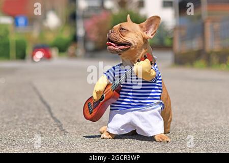 Rote französische Bulldogge, verkleidet mit einem Street-Perfomer-Musiker-Kostüm, das gestreiftes Hemd und gefälschte Arme trägt, die eine Spielzeuggitarre in der Stadt halten Stockfoto