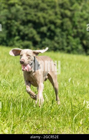 Seitenaufnahme eines Weimaraner Hundes, der über eine Wiese läuft. Jagdhund auf der Wiese. Sommertag bei einem Spaziergang mit dem Hund. Stockfoto