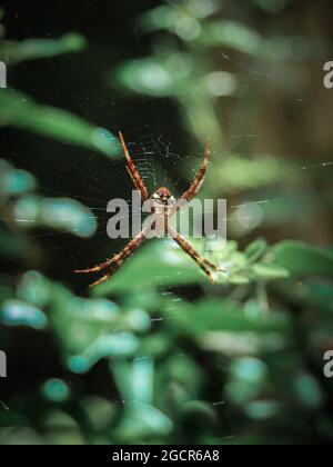 Gartenspinne in Davao City wartet im Netz. Stockfoto